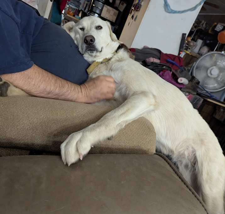 Photo of Snowball