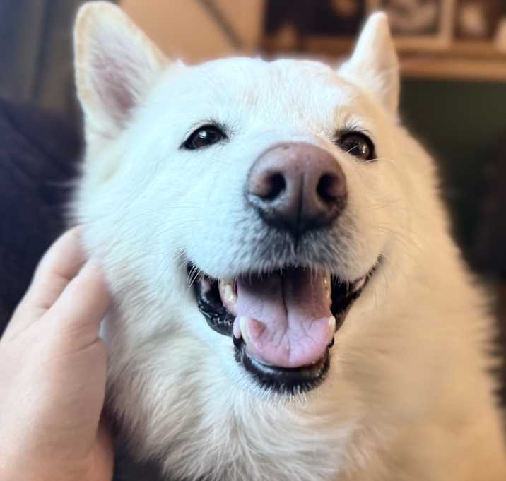 Photo of Bo