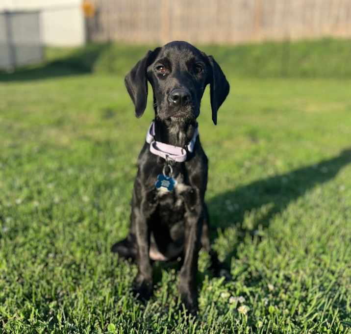Photo of Dixie 