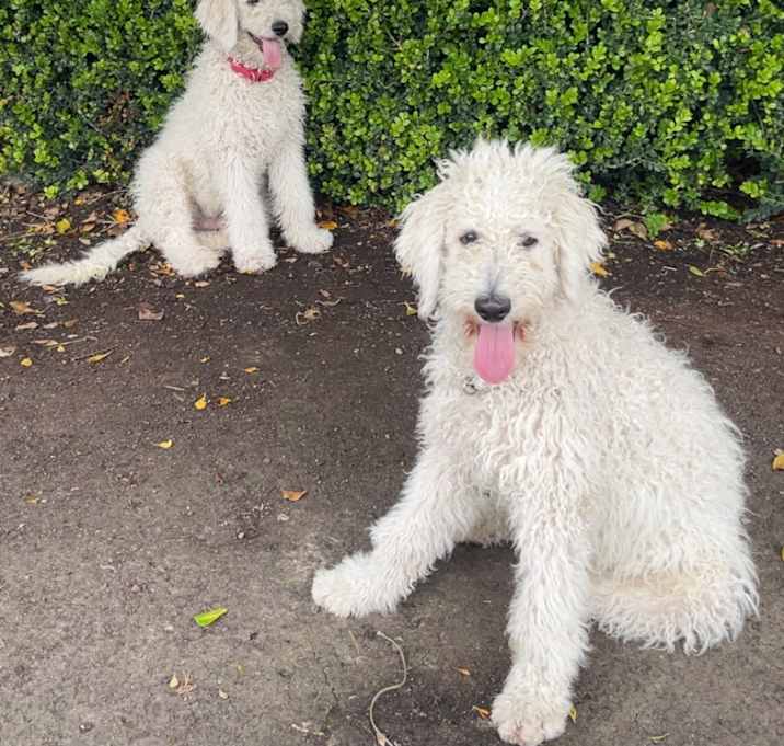 Photo of Echo & Golf