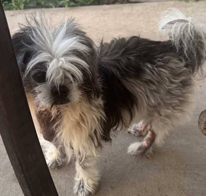 Photo of Gizmo