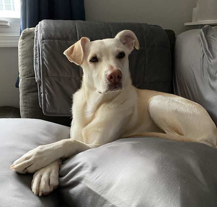 Photo of Stella