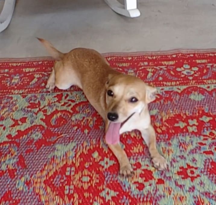 Photo of Chula