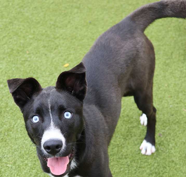 Photo of Laika