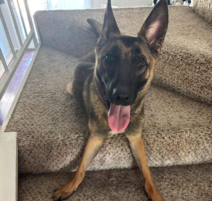 Photo of Ginger