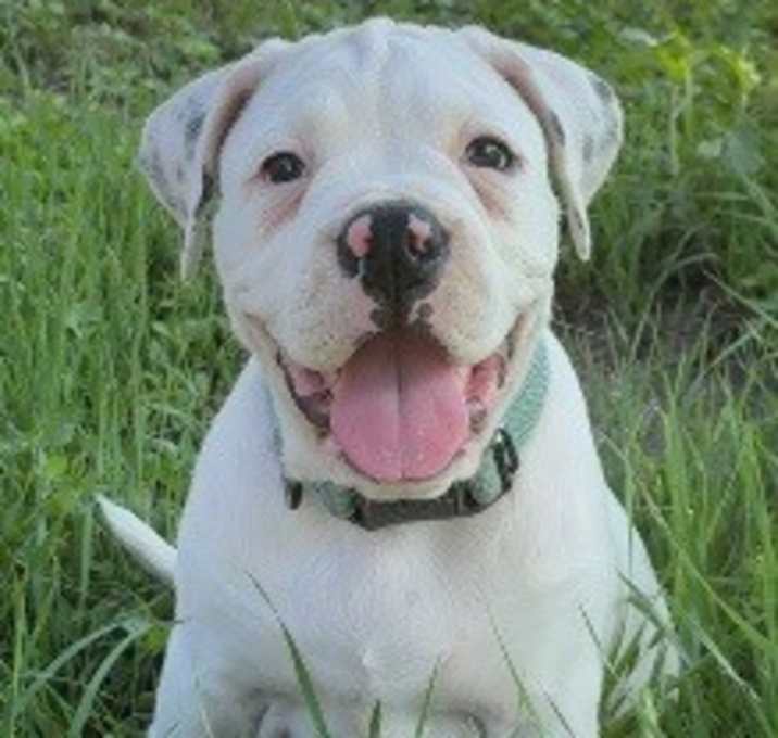 Photo of Bailey