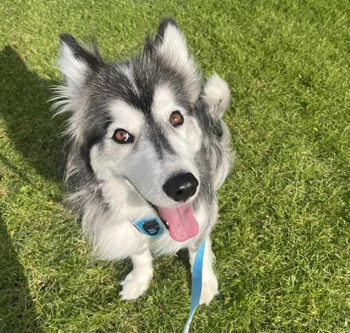 Photo of Bailey