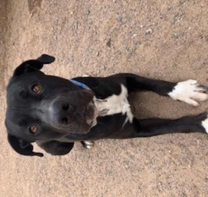 Photo of Trooper