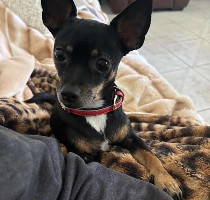 Photo of Pepper