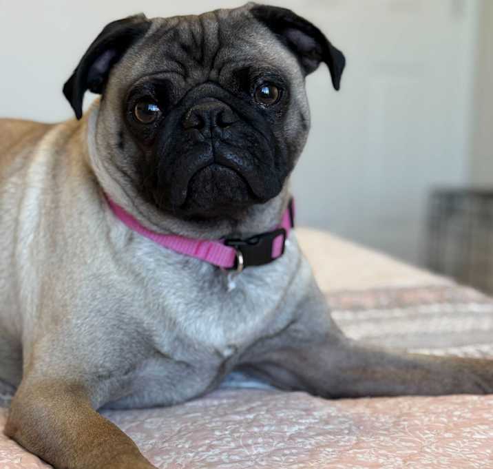 Photo of Harlow