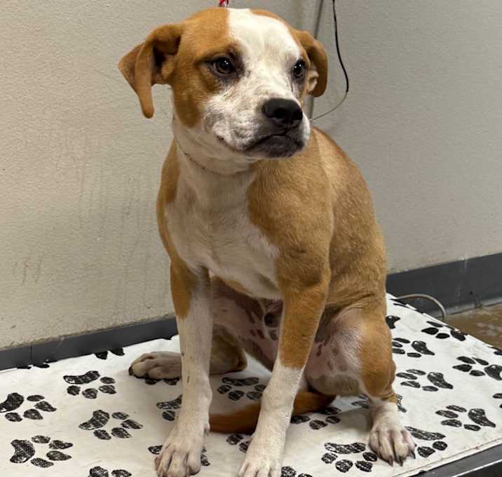 Photo of Scout
