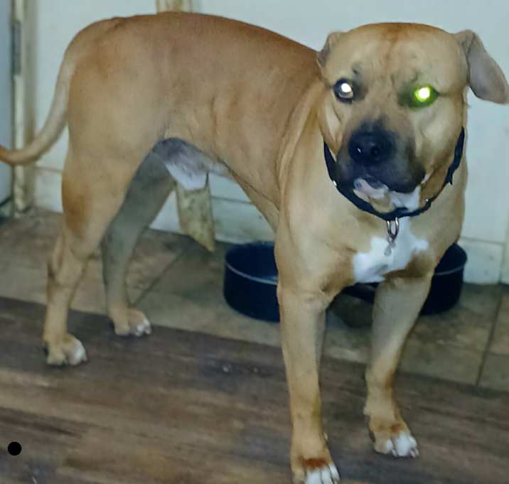 Photo of Chop