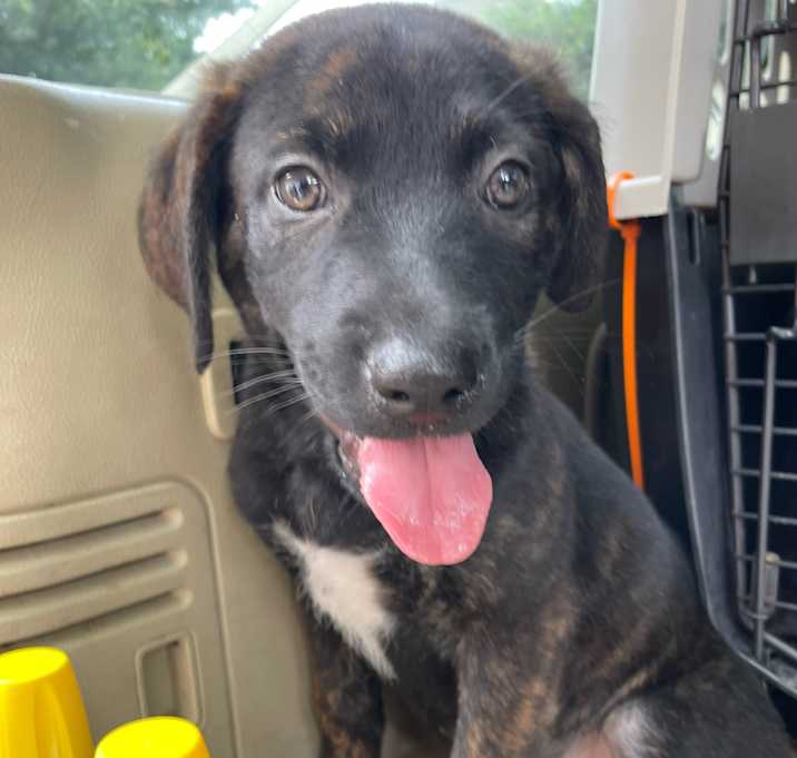 Photo of SGT Pebbles