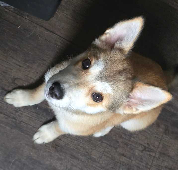 Photo of Cocoa