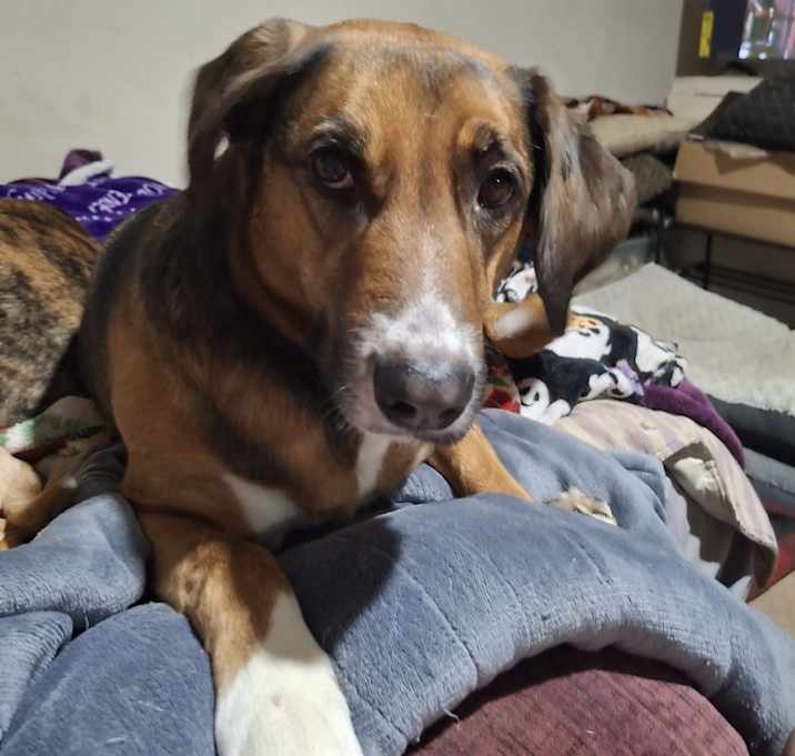 Photo of Nova