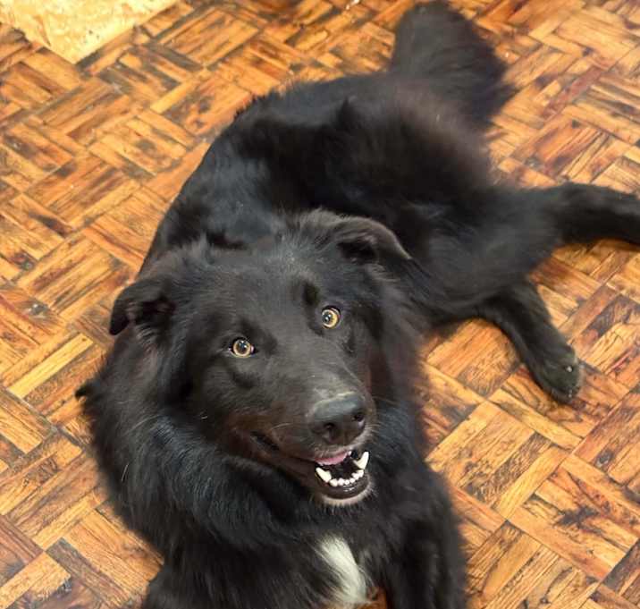 Photo of Otis