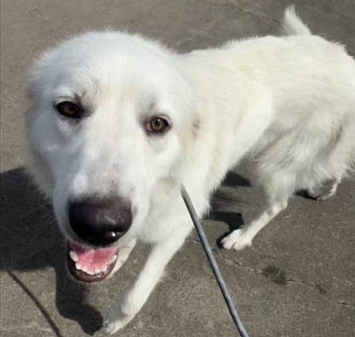 Photo of SWEETIE