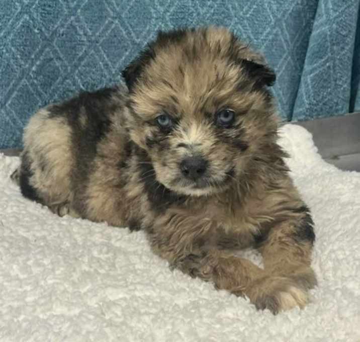 Photo of Chance