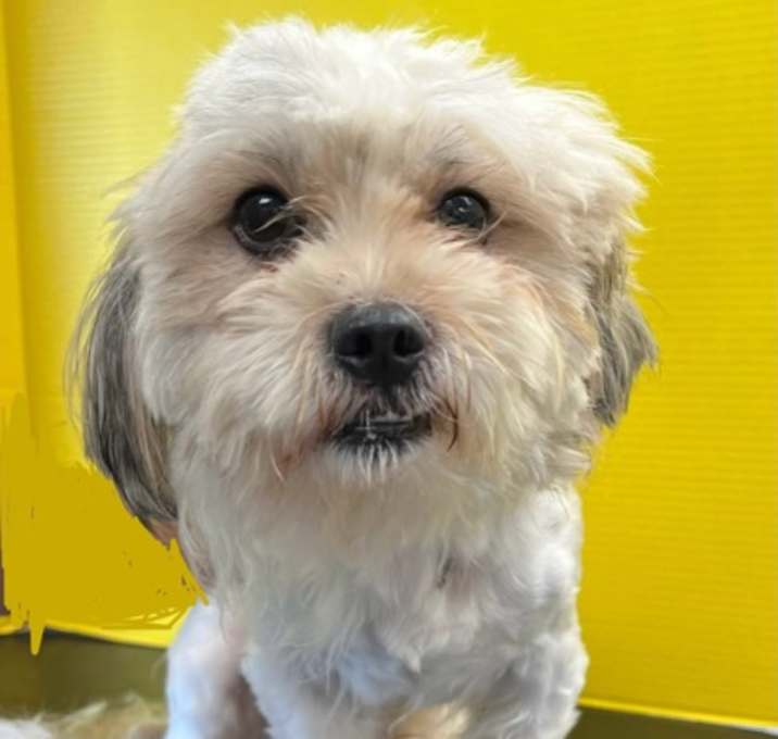 Photo of Baxter