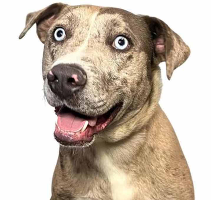 Photo of Max