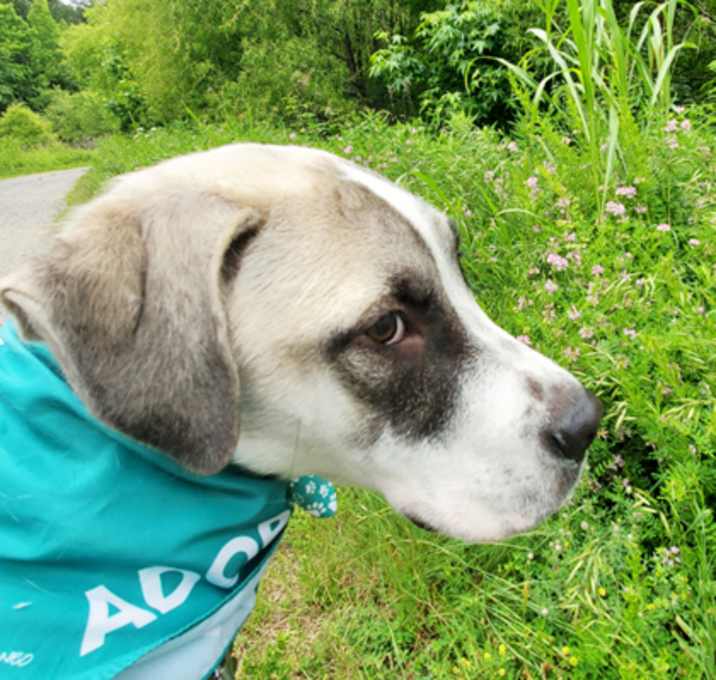 Photo of Midori (IN FOSTER)