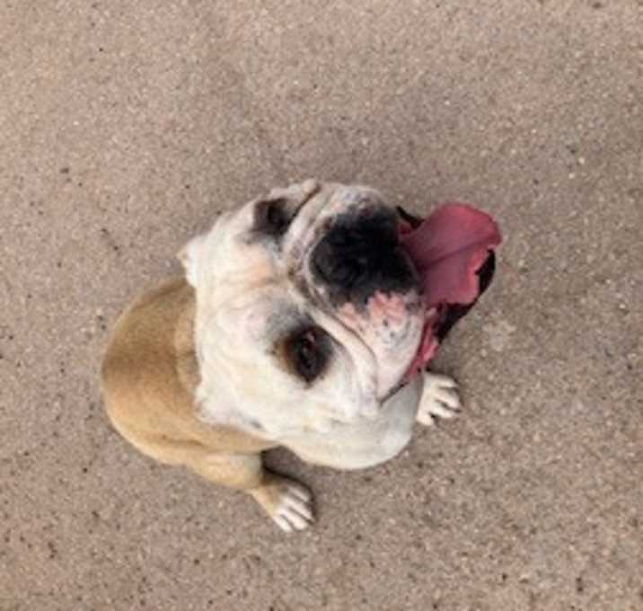 Photo of Meatball