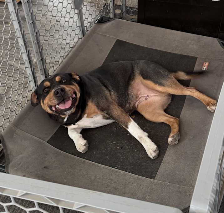 Photo of Stella