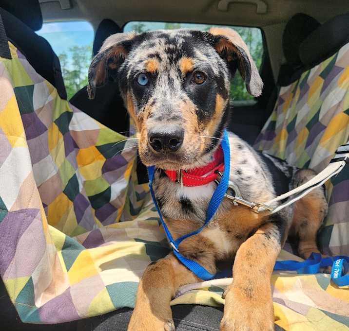 Photo of Atlas
