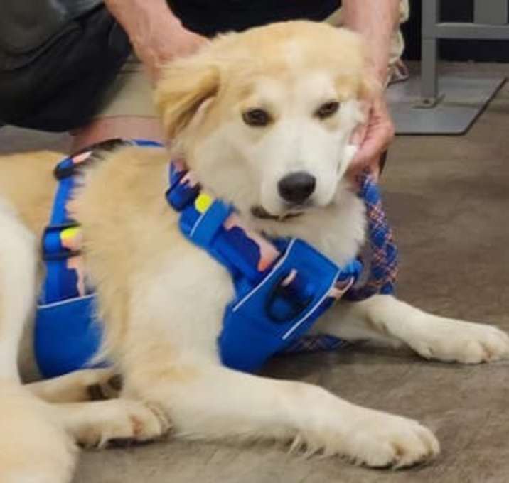 Photo of Good Girl DFW