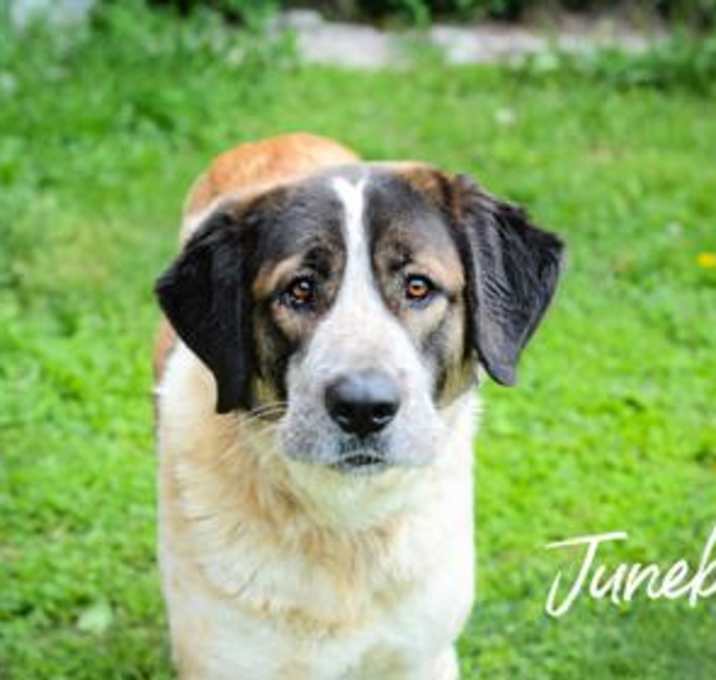 Photo of Junebug