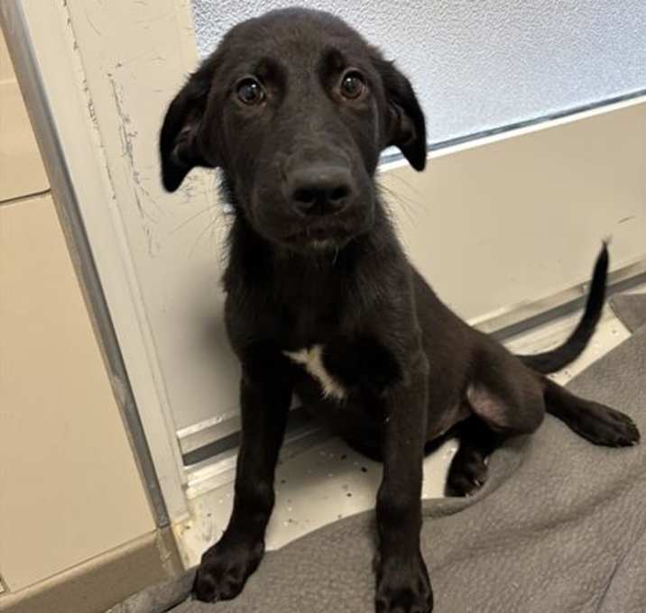 Photo of *SADIE