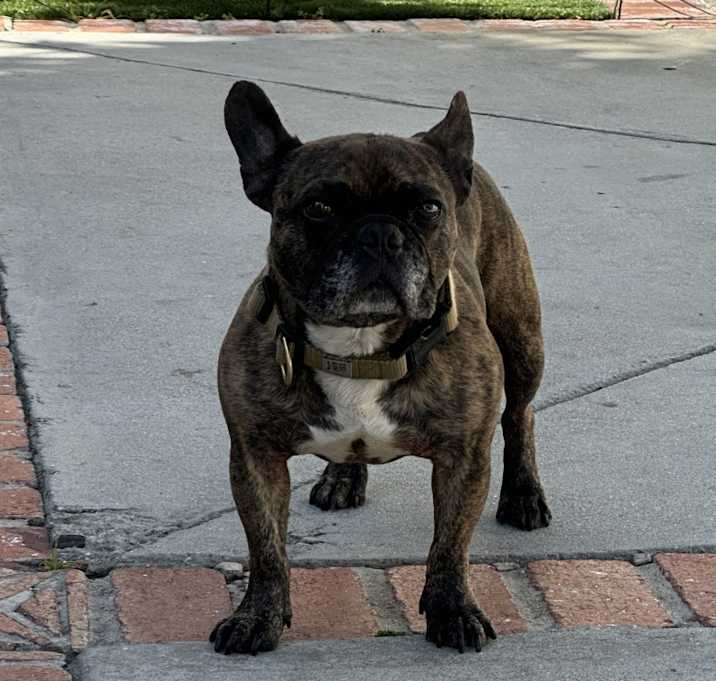 Photo of Bruno
