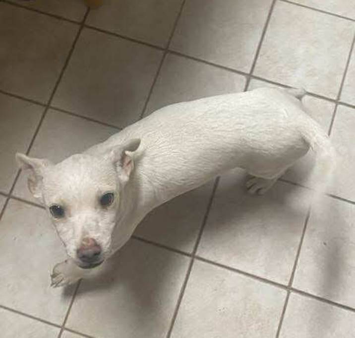 Photo of Buzz