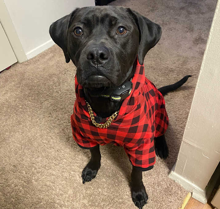 Photo of Deuce (in foster)