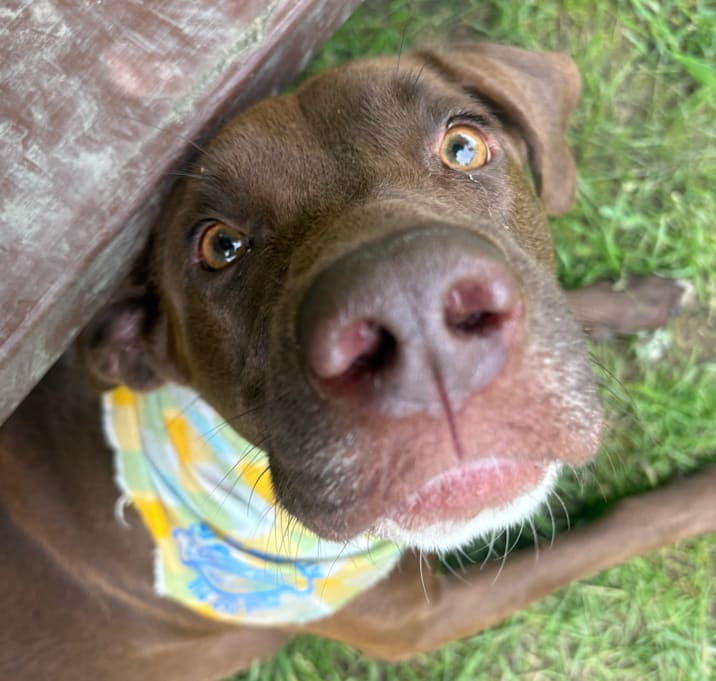 Photo of Hank