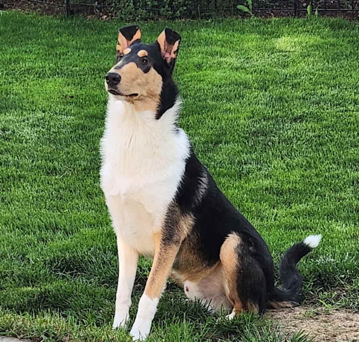 Photo of Jax