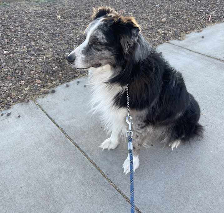 Photo of Boomer