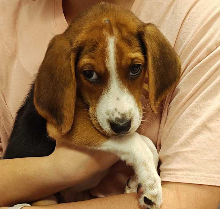 Photo of Peppermint Patty
