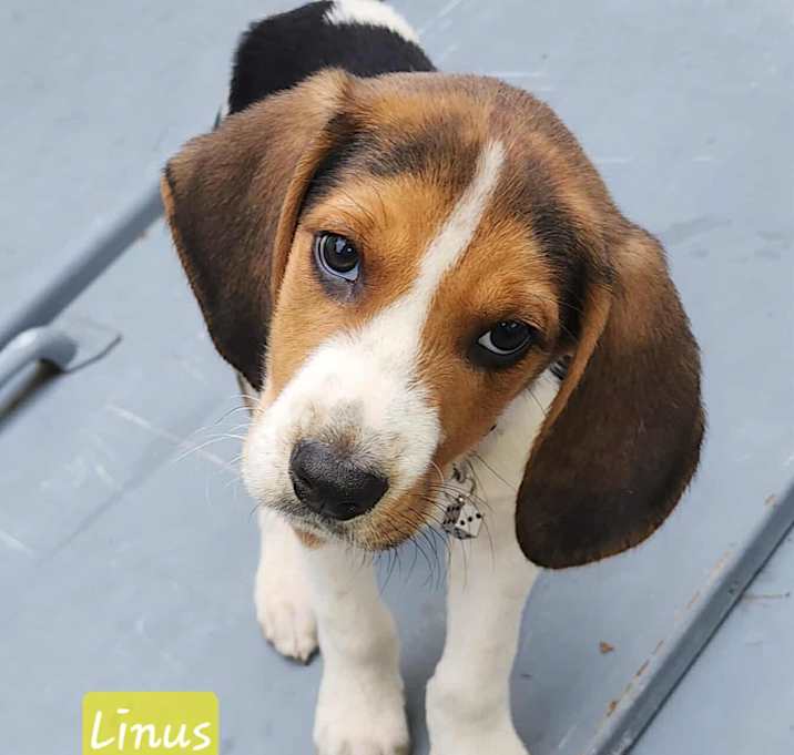 Photo of Linus