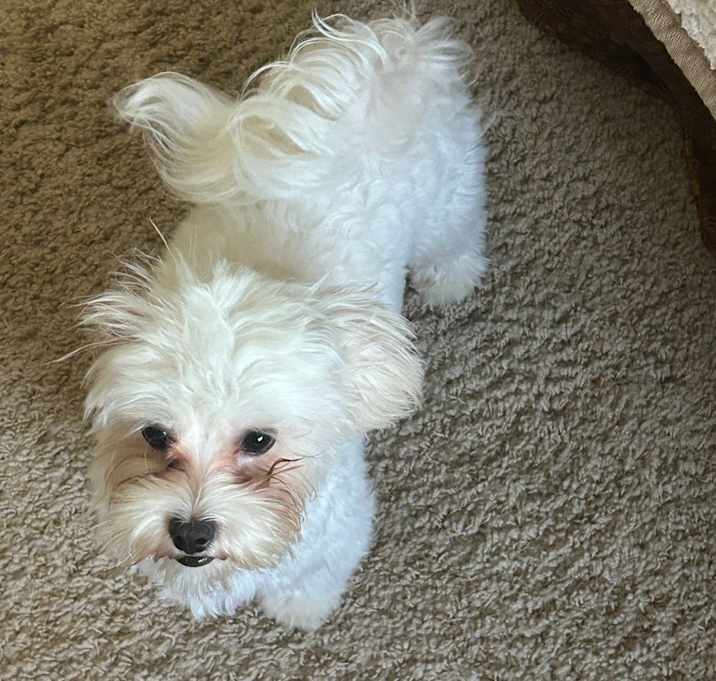 Photo of Fluffy
