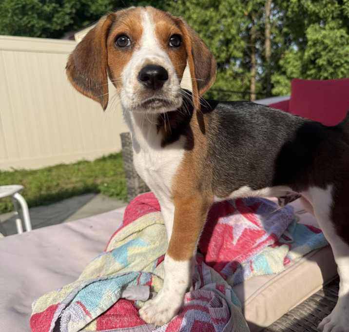 Photo of Snoopy