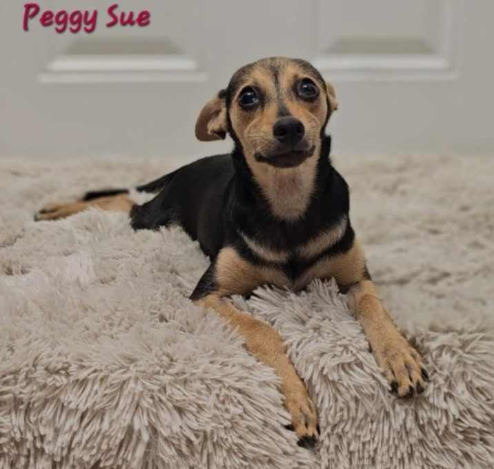 Photo of Peggy Sue