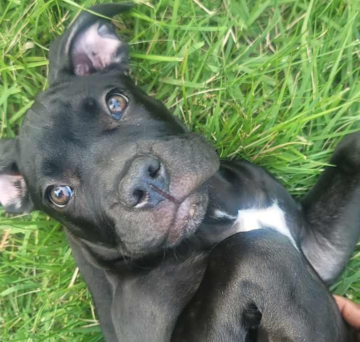 Photo of Moxi