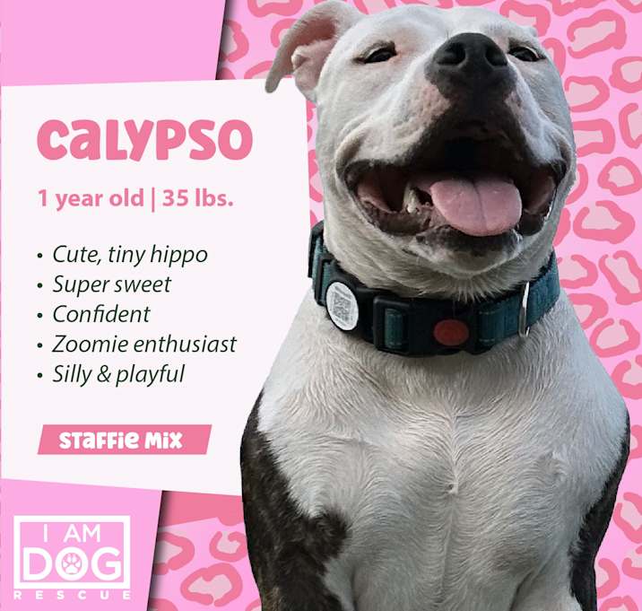 Photo of Calypso