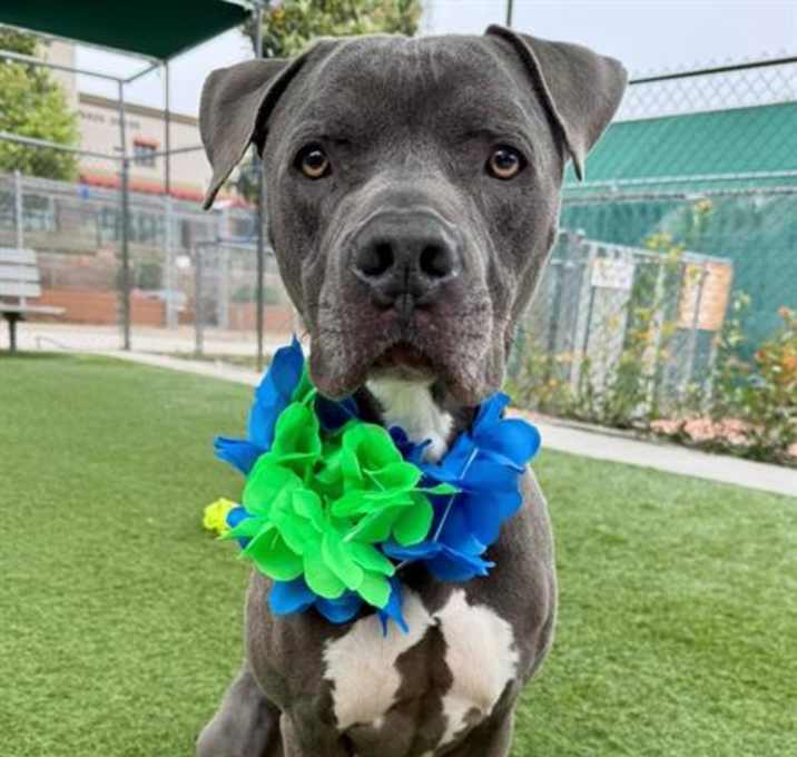 Photo of HILO