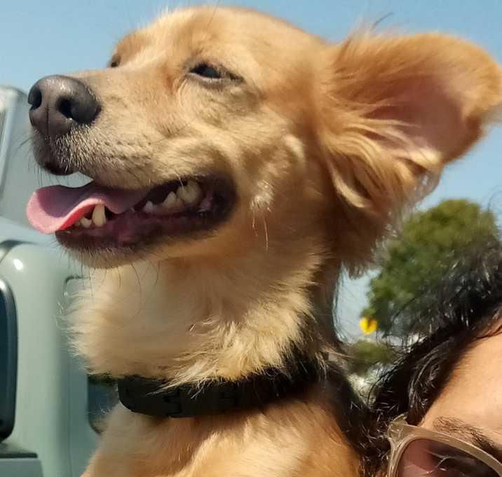 Photo of Chewie