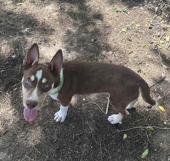 Photo of Guapo
