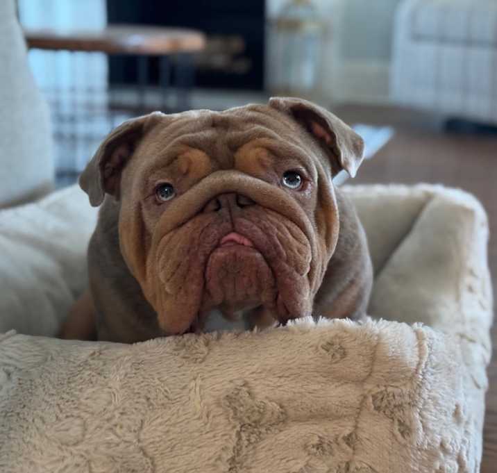 Photo of Bo