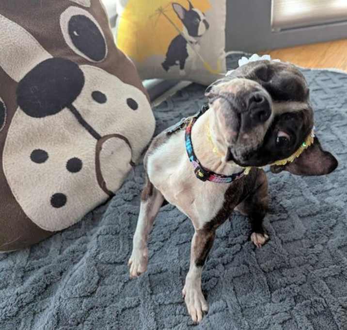 Photo of Iris