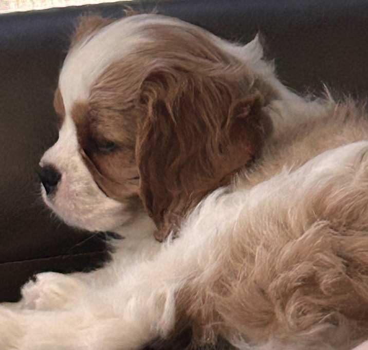 Photo of Milo king